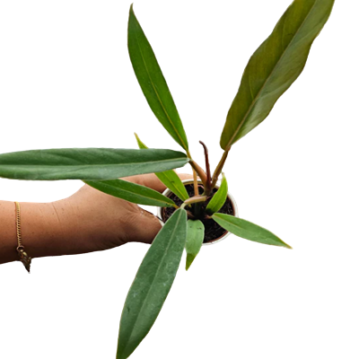 2" Philodendron Paudiforme